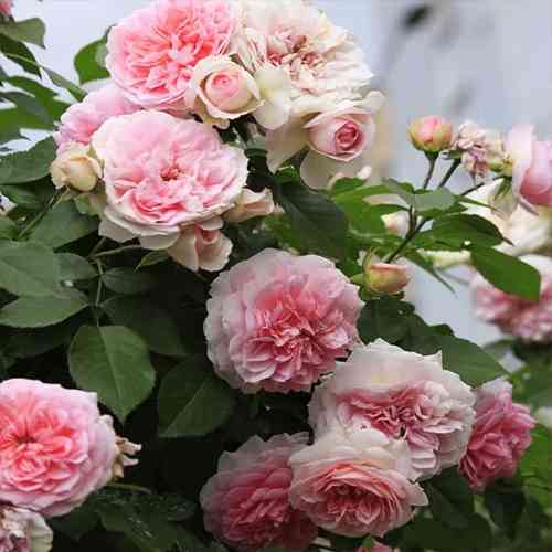 Саджанці троянд Курфюрстін Софі (привитий) - 2-річний Чернівці