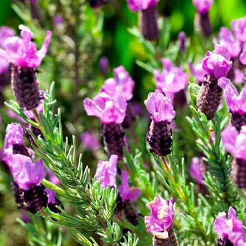 Саджанці лаванди Метелик (черенкований) - 1-річний Чернівці