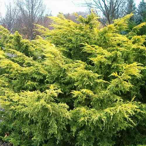 Саджанці ялівцю Сейбрук Голд (черенкований) - 3-річний Чернівці