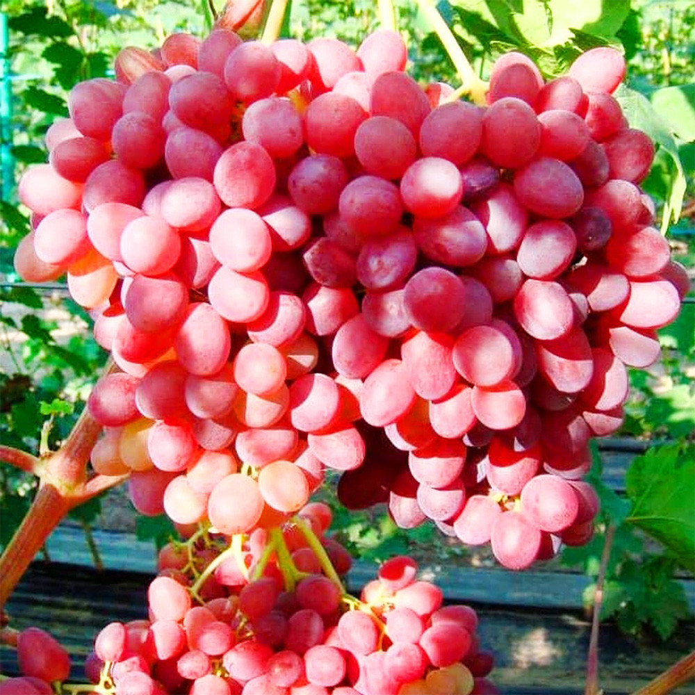 Саженцы винограда Красный Палец (черенкованный) - 2-летний Черновцы - изображение 2