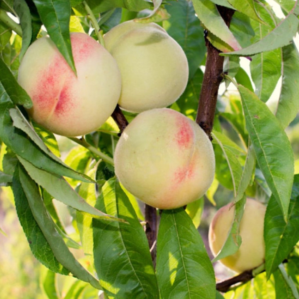 Саженцы персика Белый Лебедь (привитый) - 2-летний Черновцы - изображение 1