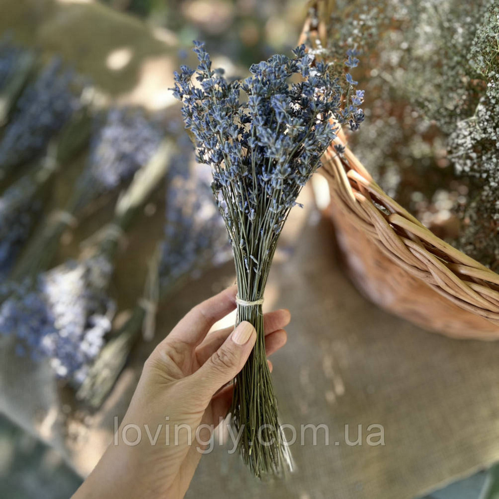 Цветы лаванды в пучке 70-90 шт до 30 см Ирпень - изображение 1