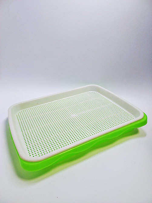 Лоток для вирощування мікрозелені 30×22см Луцк - изображение 1