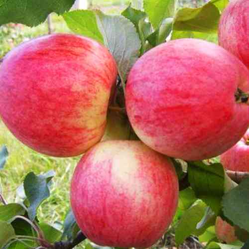 Саженцы яблони Аркадик (привитый) - 2-летний Черновцы