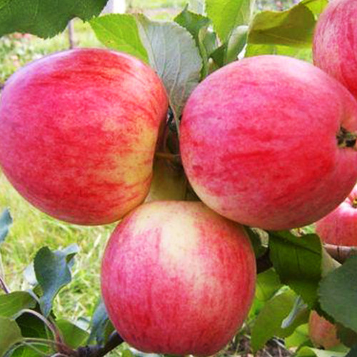 Саженцы яблони Аркадик (привитый) - 2-летний Черновцы - изображение 1