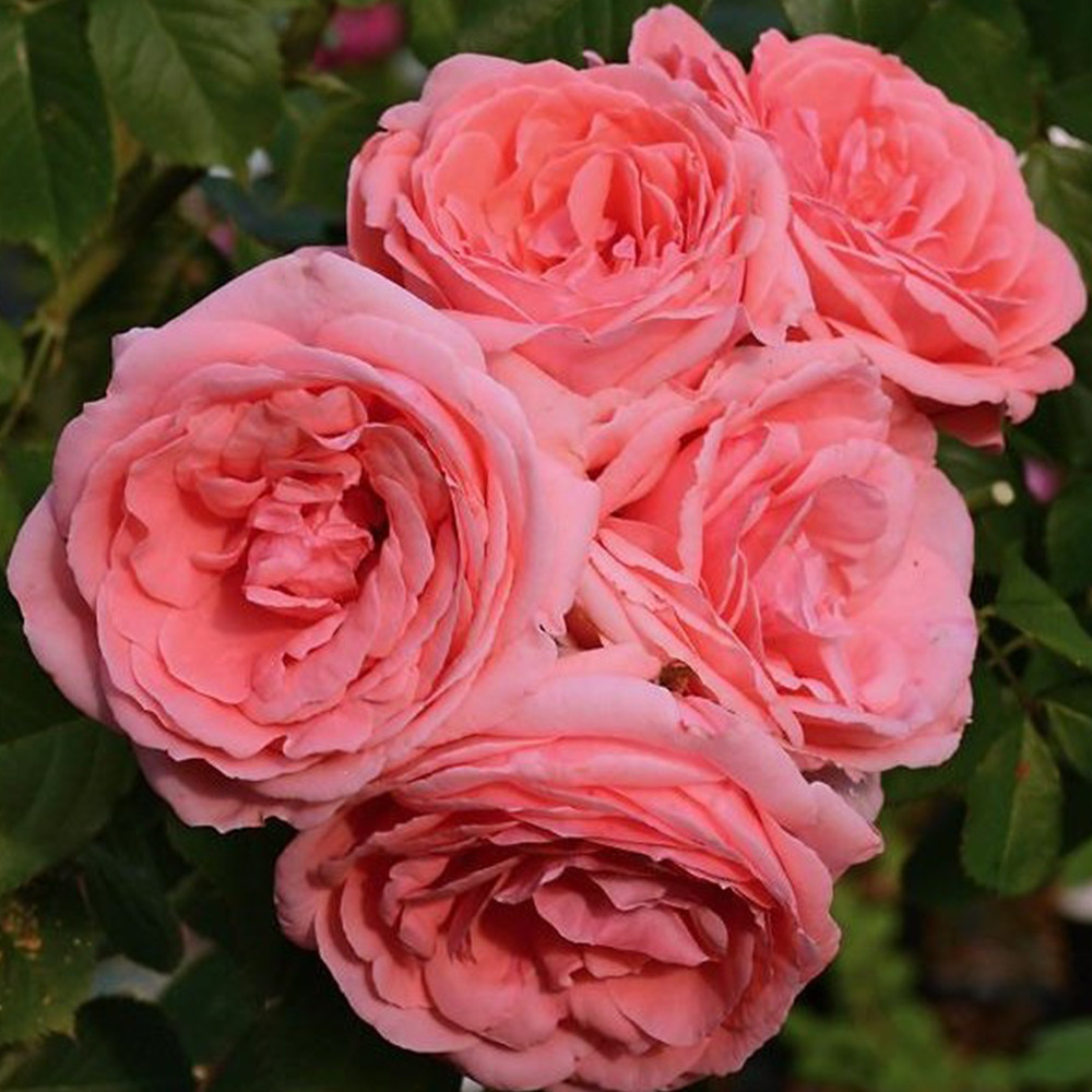 Саджанці троянд на штамбі Лінда (привитий) Чернівці - фото 2