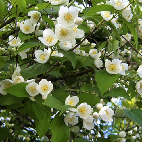 Саджанці жасмину Індіанер (черенкований) - 1-річний Чернівці - фото 1