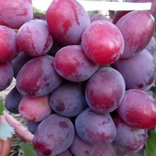 Саженцы винограда Эверест (черенкованный) - 2-летний Черновцы