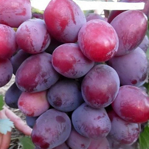 Саджанці винограду Еверест (черенкований) - 2-річний Чернівці - фото 3