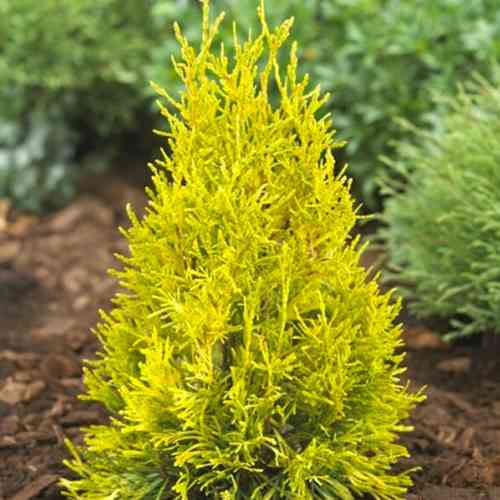 Саджанці туї Марія Чернівці