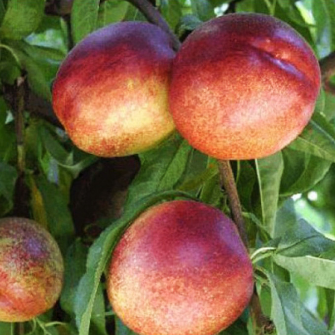 Саджанці нектарину Київський (привитий) - 1-річний Чернівці - фото 1