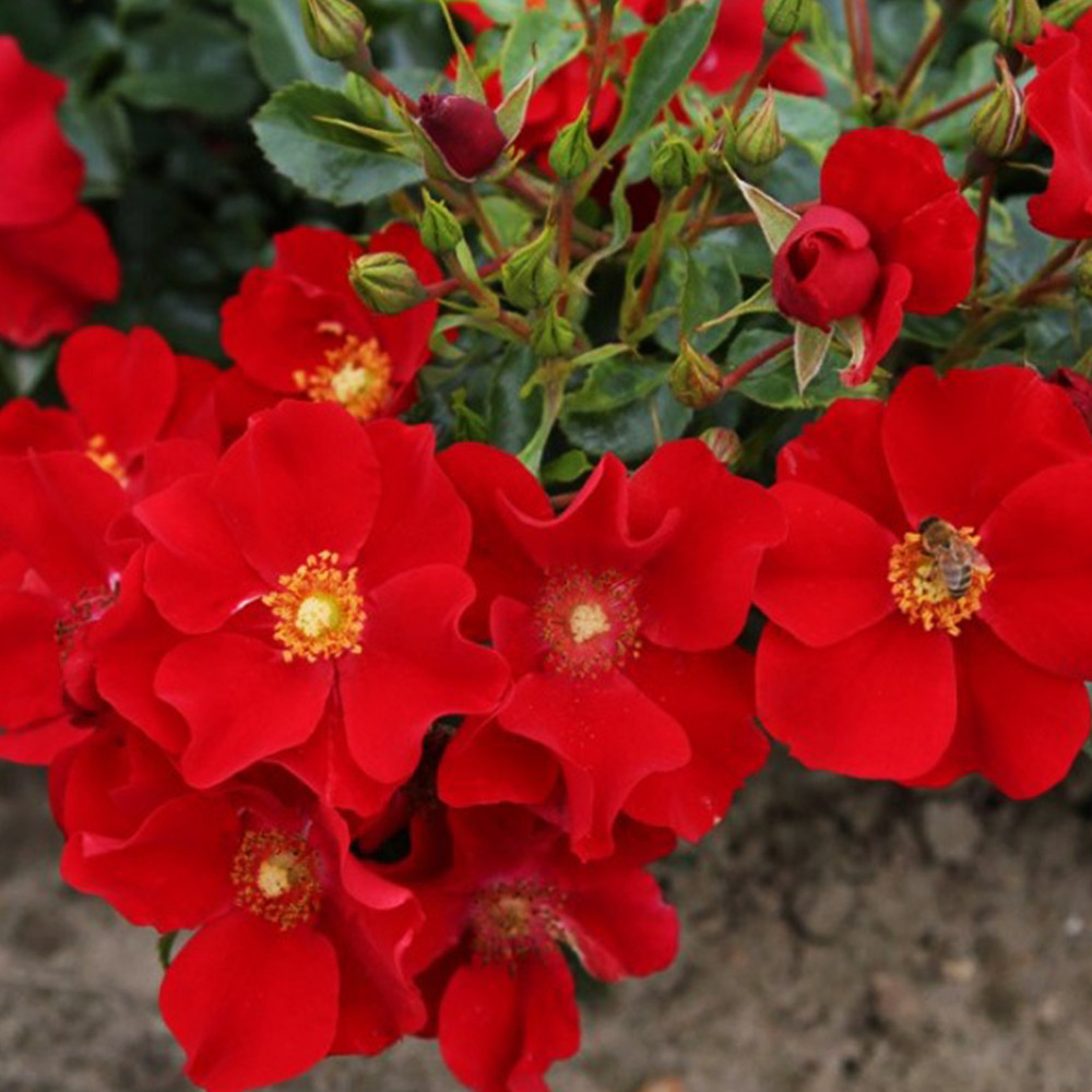 Саджанці грунтопокривних троянд Олександр фон Гумбольдт (привитий) Чернівці - фото 1