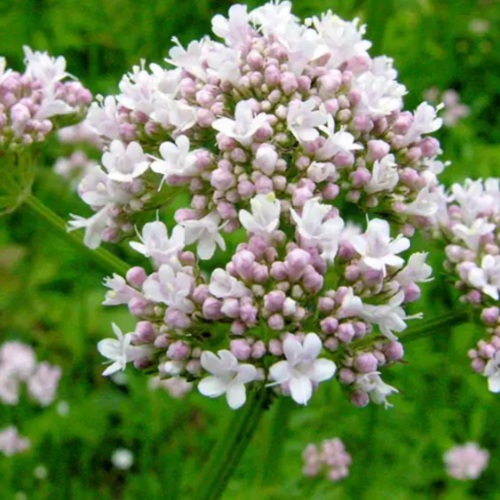 Валеріана лікарська 0,1гр Професійне насіння Житомир - изображение 3