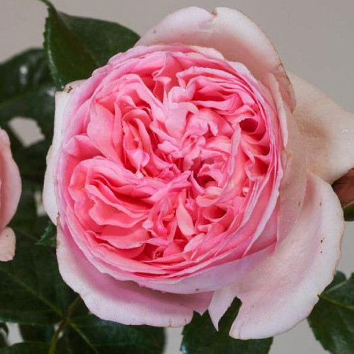 Саджанці троянд Вояж (привитий) - 2-річний Чернівці - фото 1