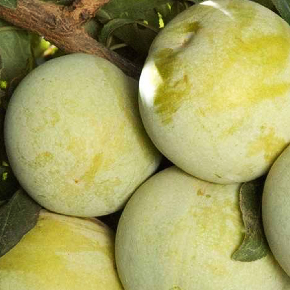 Саженцы плуота Королева Вкуса (привитый) - 2-летний Черновцы - изображение 2