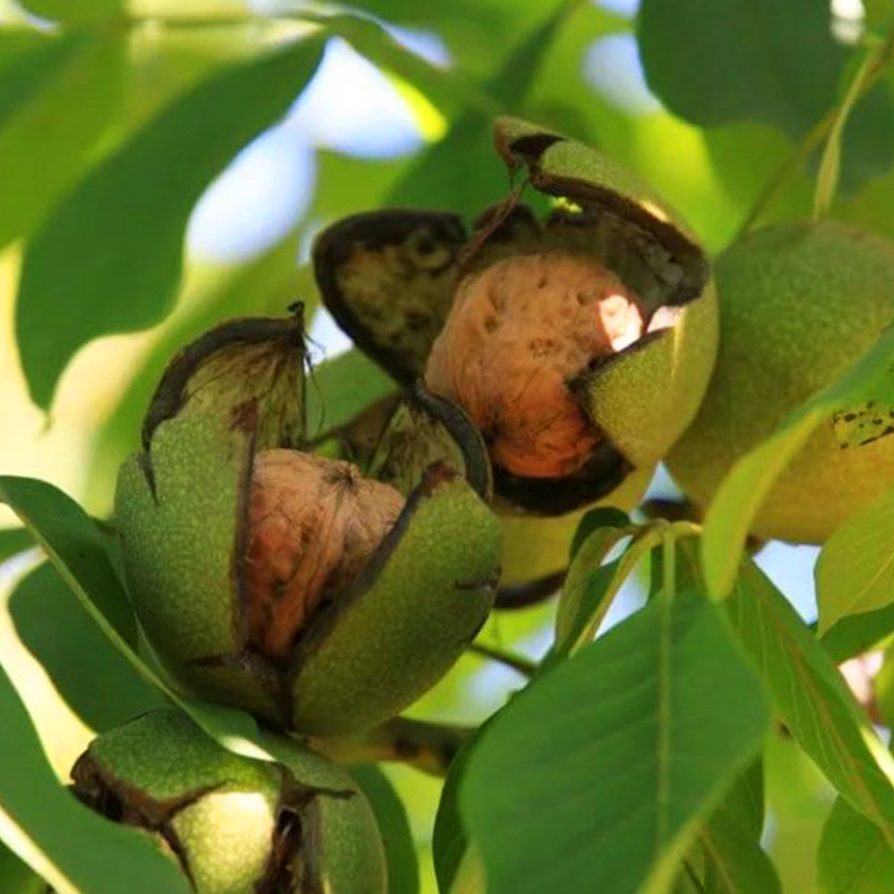 Саджанці грецького горіха НФ 18 - 3-річний Чернівці - фото 4