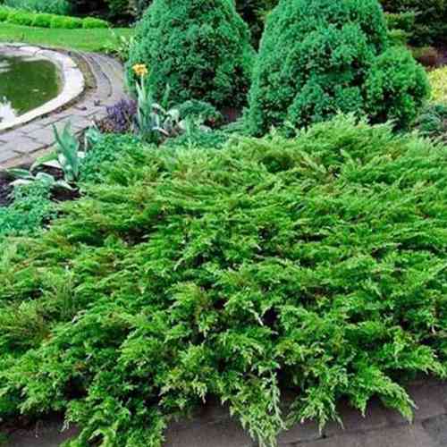 Саджанці ялівцю Козацький (черенкований) - 3-річний Чернівці