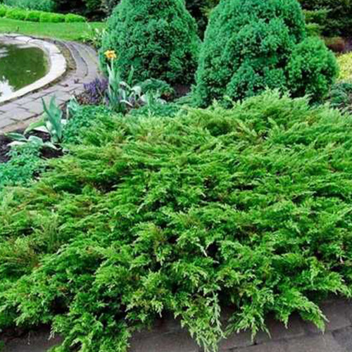 Саджанці ялівцю Козацький (черенкований) - 3-річний Чернівці - фото 1