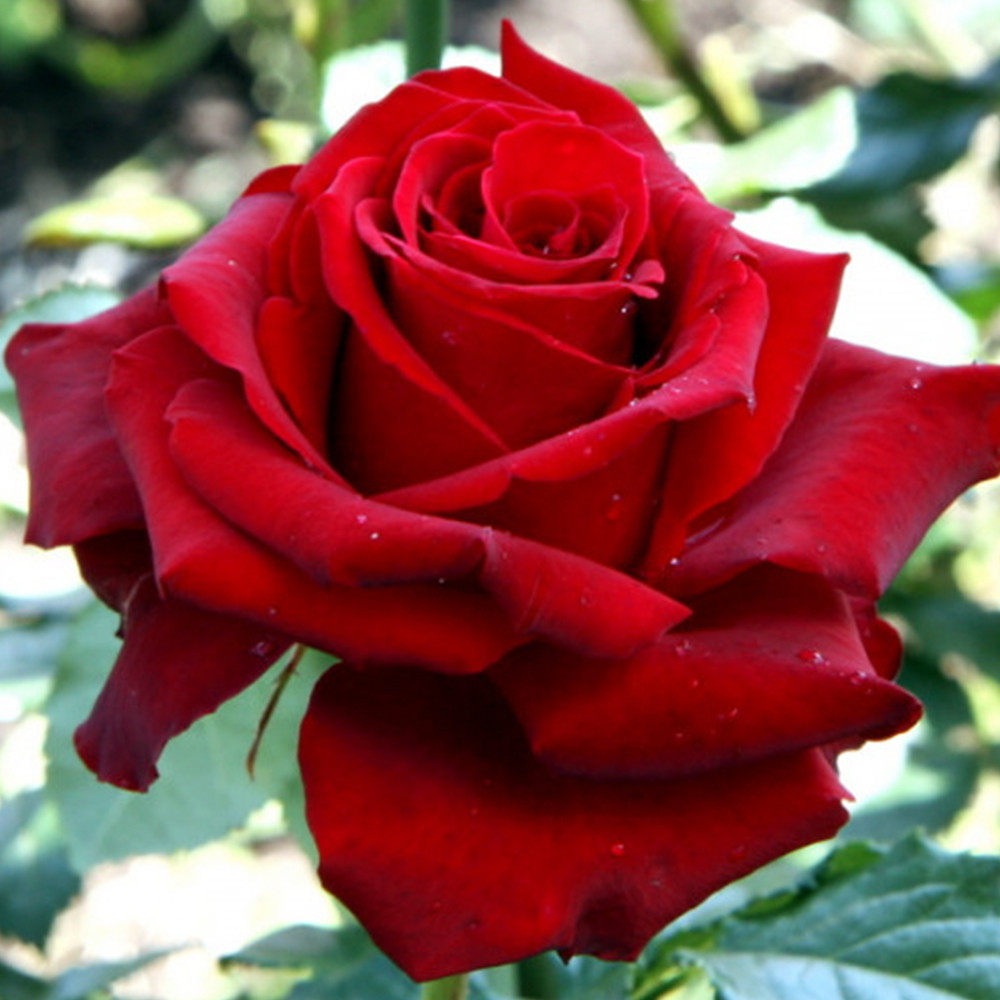 Саджанці чайно-гібридних троянд Бургунд (привитий) Чернівці - фото 2