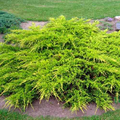 Саженцы можжевельника Куривао Голд (черенкованный) - 3-летний Черновцы