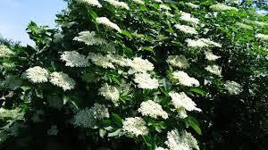 Цвіт бузини чорної (Цветки бузины черной)100г master sem Киев - изображение 1