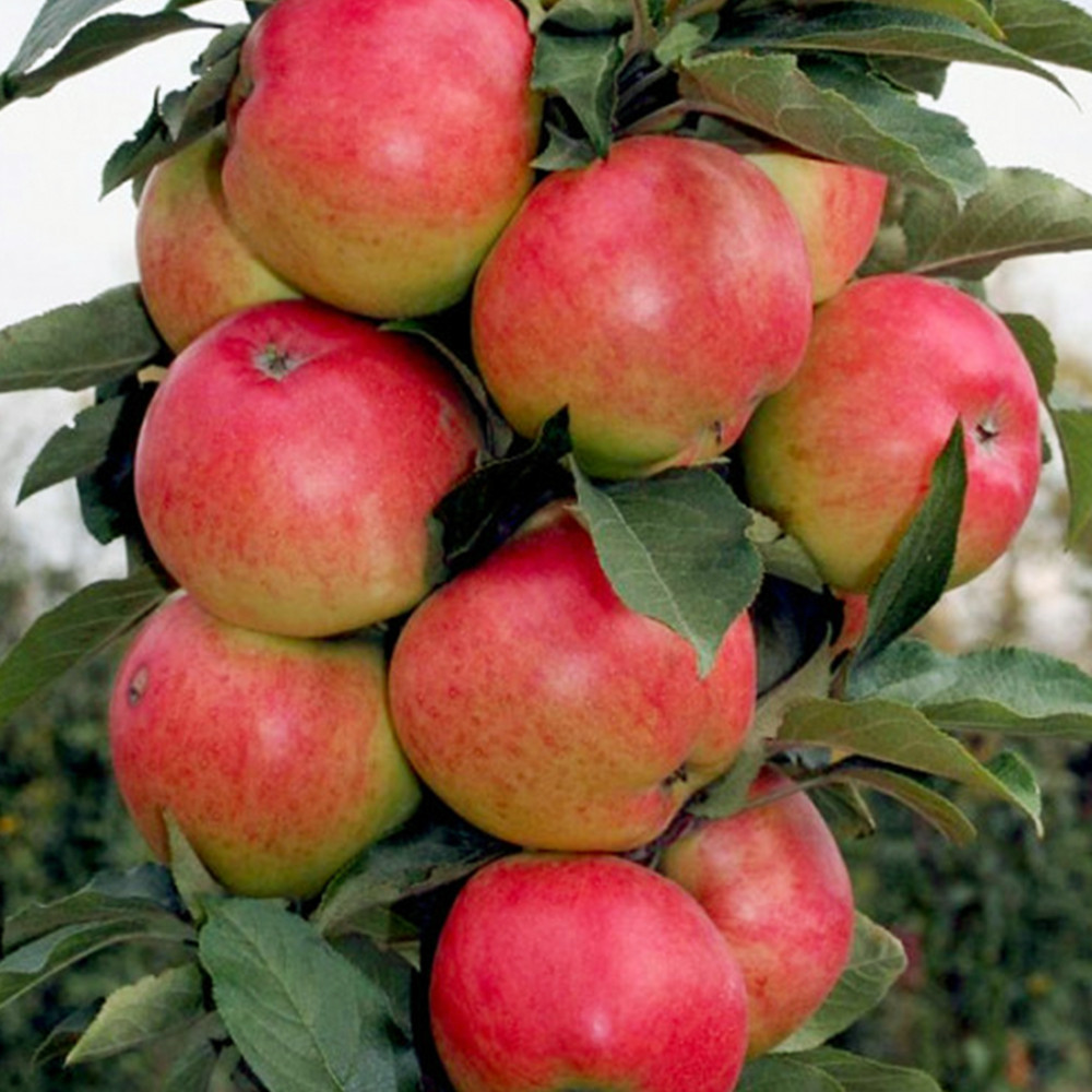 Саженцы колоновидной яблони Валюта (привитый) - 1-летний Черновцы - изображение 1