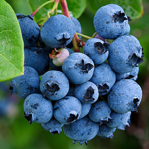 Саджанці лохини Джерсі (черенкований) - 3-річний Чернівці - фото 1