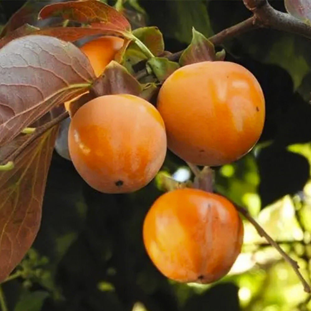 Саженцы хурмы Память Черняева (привитый) - 3-летний Черновцы - изображение 1