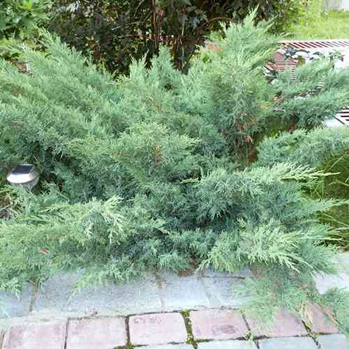 Саджанці ялівцю Сабіна Глаука (черенкований) - 3-річний Чернівці