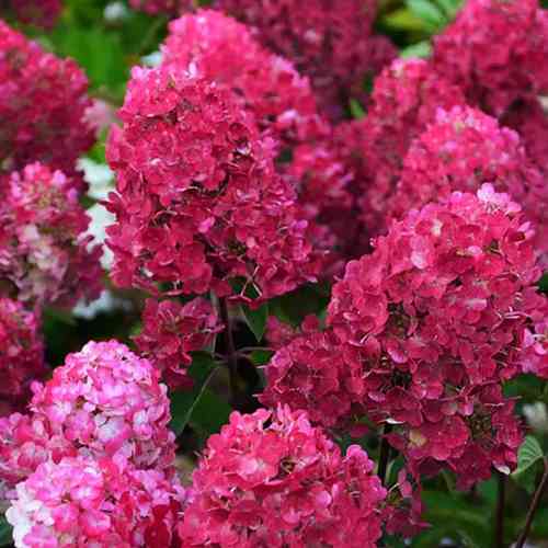 Саджанці гортензії Ренсам (черенкований) - 2-річний Чернівці