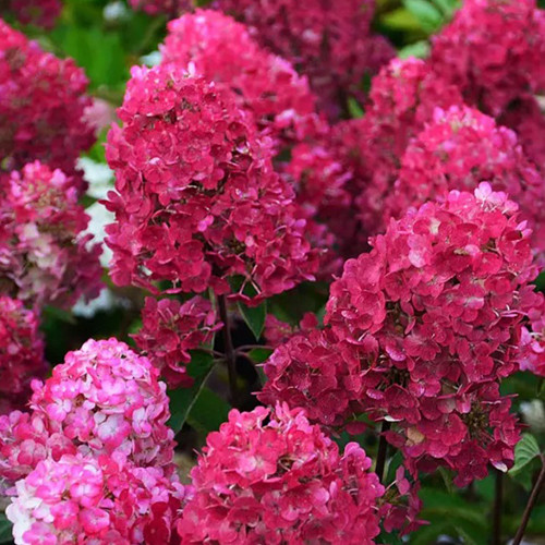 Саджанці гортензії Ренсам (черенкований) - 2-річний Чернівці - фото 1