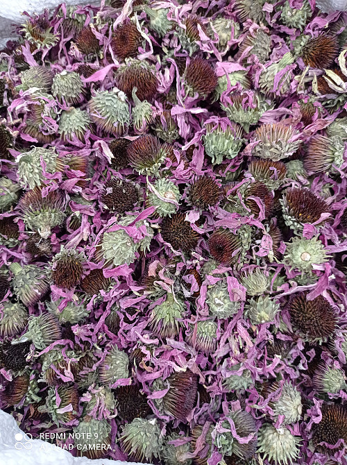 Эхинацея (цветы), 1кг. MasterSEM Киев - изображение 1