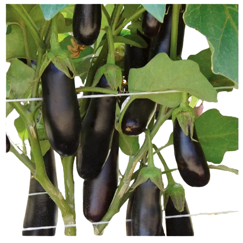 Баклажан Дестан F1 циліндричний 15шт Професійне насіння Житомир