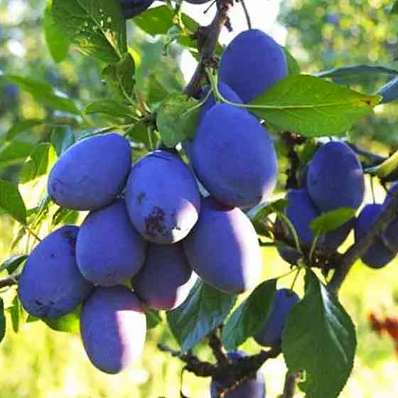 Саженцы сливы Чачакская Лепотика (привитый) - 2-летний Черновцы