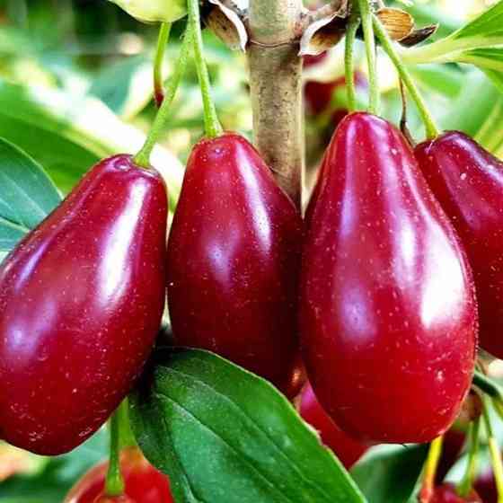 Саджанці кизилу Гренадер - 1-річний Чернівці