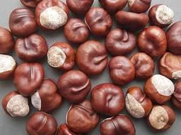 Плоди каштана кінського (Каштан конский плоды)100г master sem Киев - изображение 1