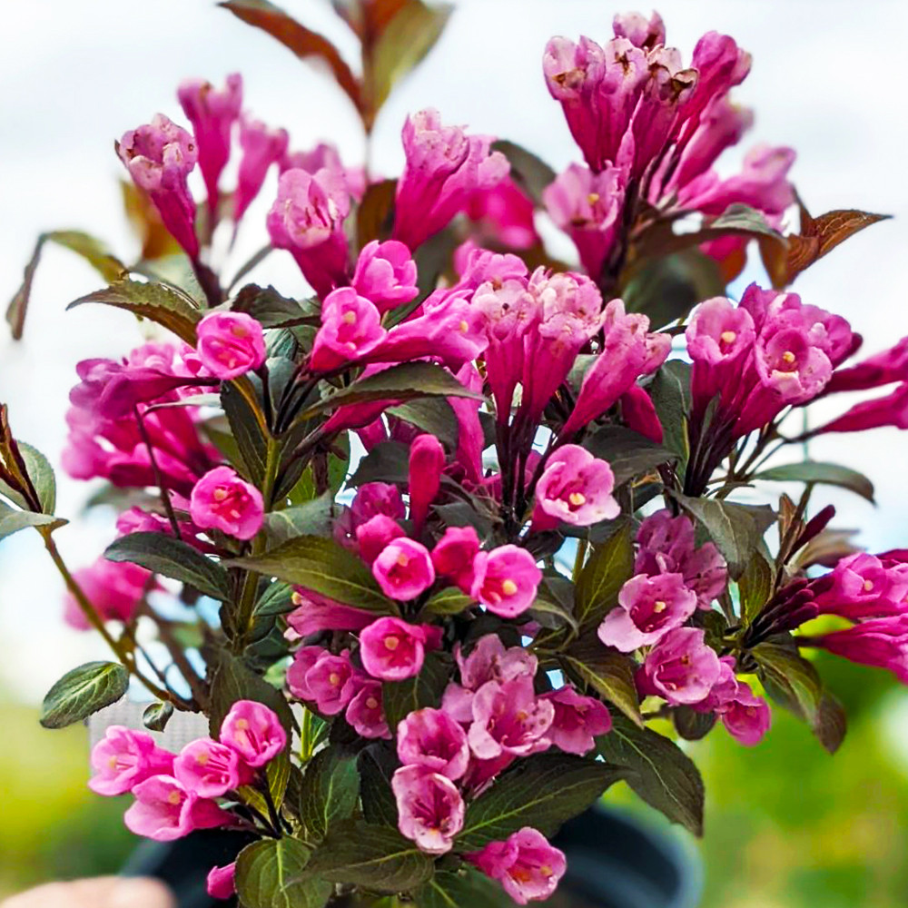 Саженцы вейгелы Виктория (краснолистая) (черенкованный) Черновцы - изображение 2