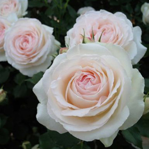 Саджанці троянд Пале Рояль (привитий) - 2-річний Чернівці - фото 1