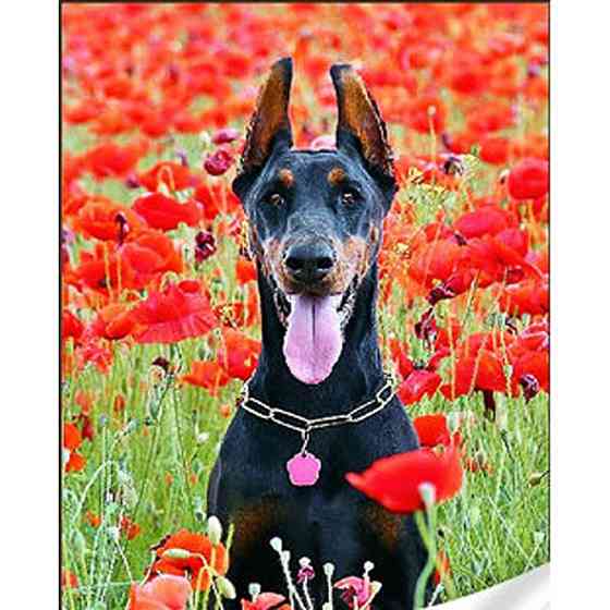 Алмазна мозаїка "Чорний доберман" GM86851 30х40 см Вінниця