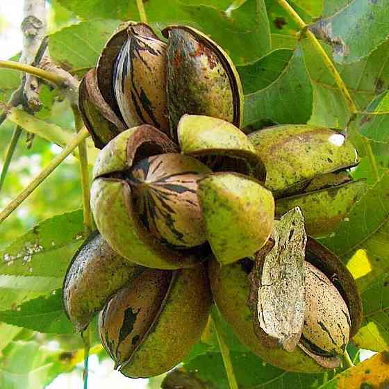 Саженцы пекана Barton (Бартон) - 4-летний Черновцы