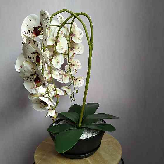 Штучна латексна орхідея VIP у керамічному кашпо графіт на три гілки білих з бордовою точкою Дніпро