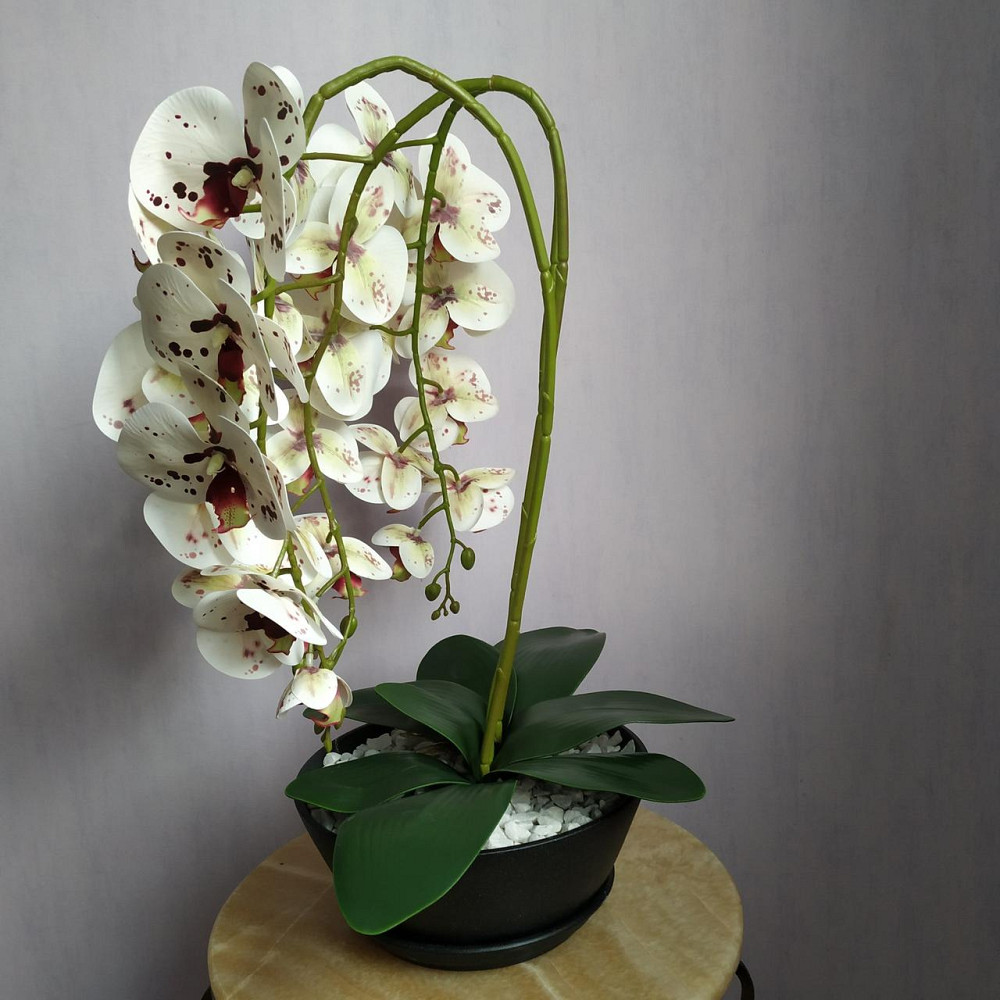 Штучна латексна орхідея VIP у керамічному кашпо графіт на три гілки білих з бордовою точкою Дніпро - фото 3