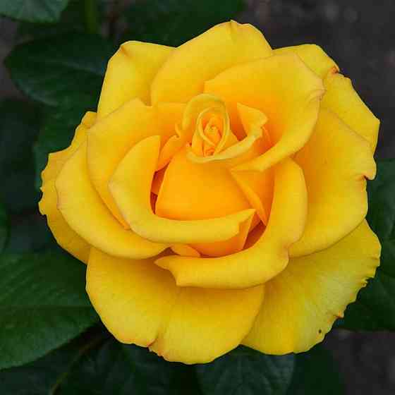 Саженцы роз на штамбе Керио (привитый) Черновцы