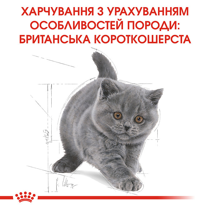 Корм для кошенят породи Британська короткошерста ROYAL CANIN KITTEN BRITISH SHORTHAIR 0.4 кг Київ - фото 6