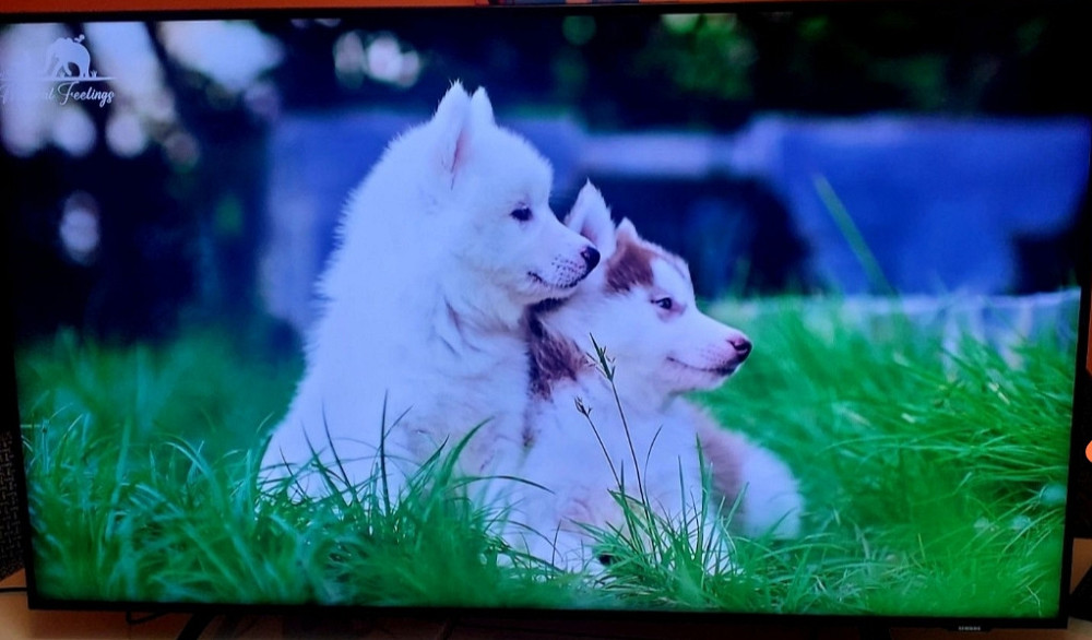 Телевизор Samsung QLED 50 диагональ. Киев - изображение 3