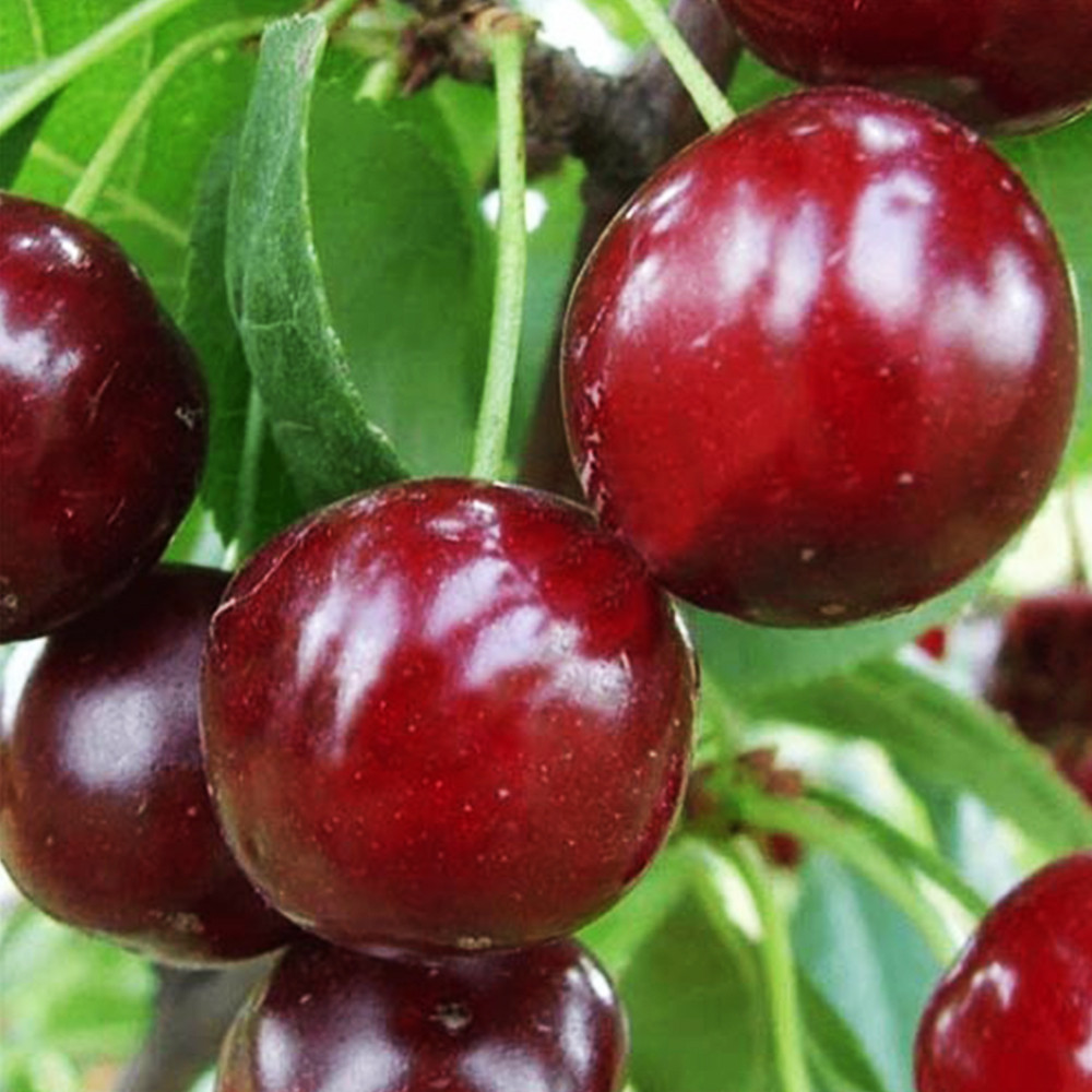 Саджанці вишні Зустріч (привитий) - 2-річний Чернівці - фото 2