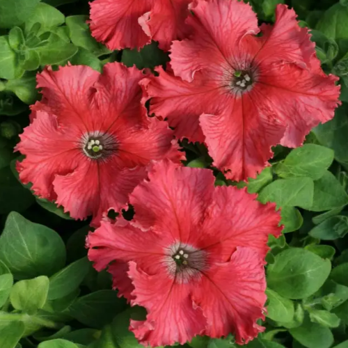 Петунія грандіфлора Афродіта F1 бахромчаста лососева 20шт Професійне насіння Житомир - изображение 3