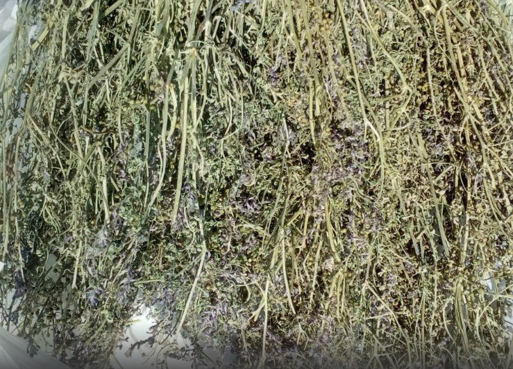 500г, Дымянка / Дикая рутка (трава), 500г. MasterSEM Киев - изображение 1