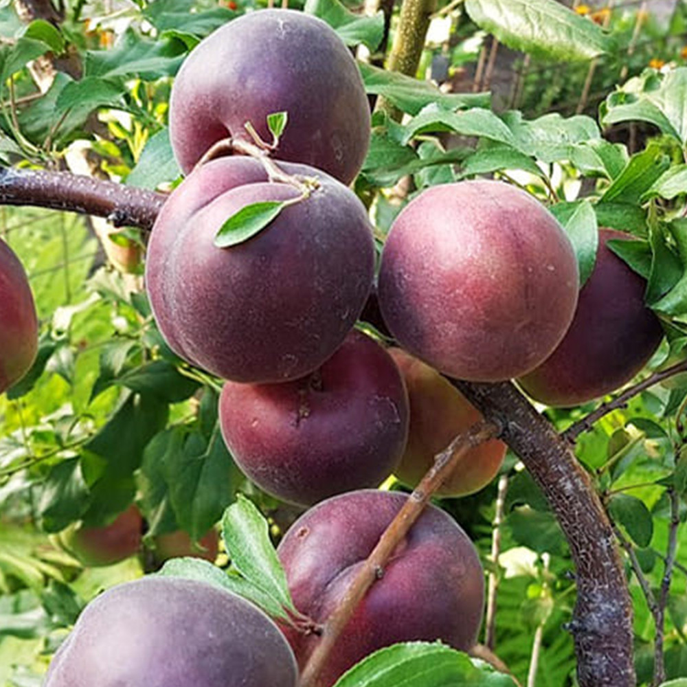 Саджанці абрикоса Чорний Принц (привитий) - 1-річний Чернівці - фото 3