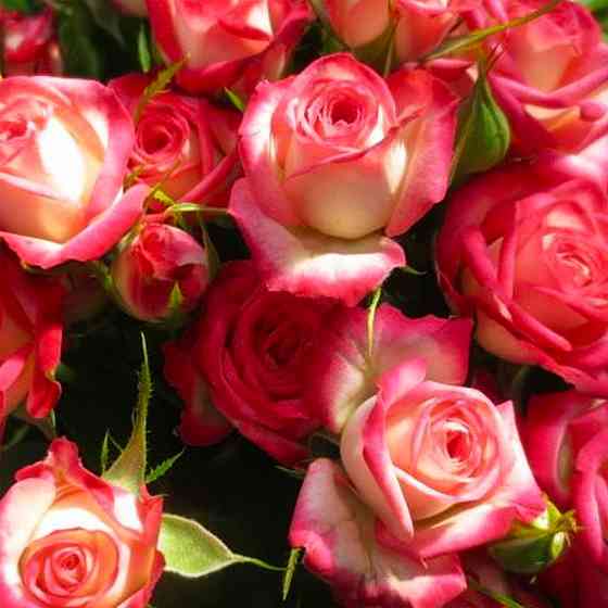 Саженцы бордюрных роз Сафина (привитый) Черновцы